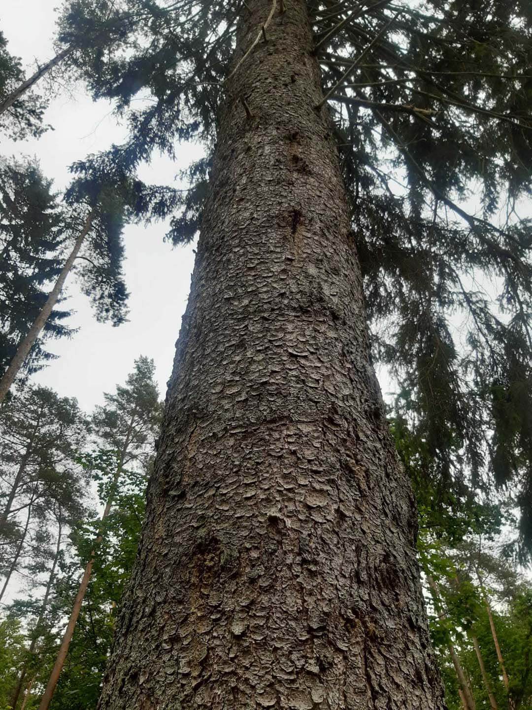 Fichte im Wald in Vorpommern